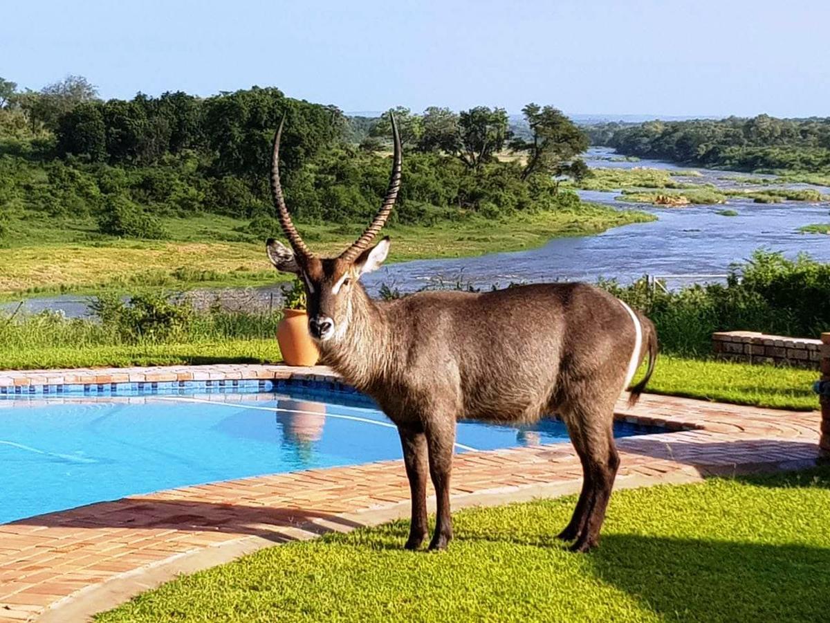 Вилла Kruger View Tree House Марлот-Парк Экстерьер фото