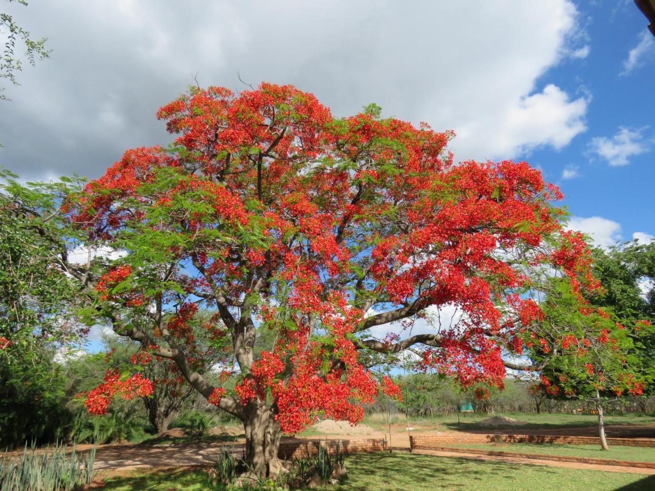 Вилла Kruger View Tree House Марлот-Парк Экстерьер фото
