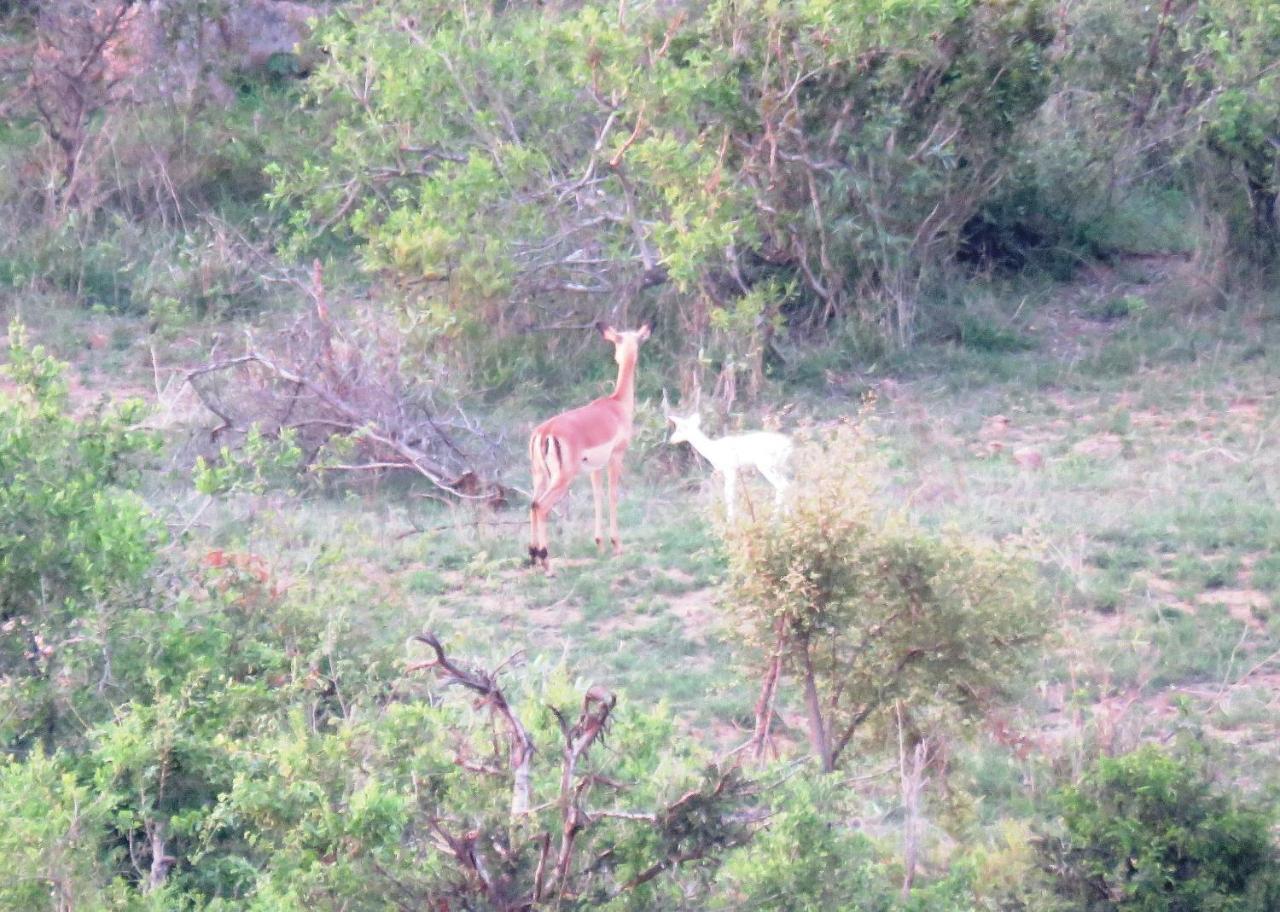 Вилла Kruger View Tree House Марлот-Парк Экстерьер фото