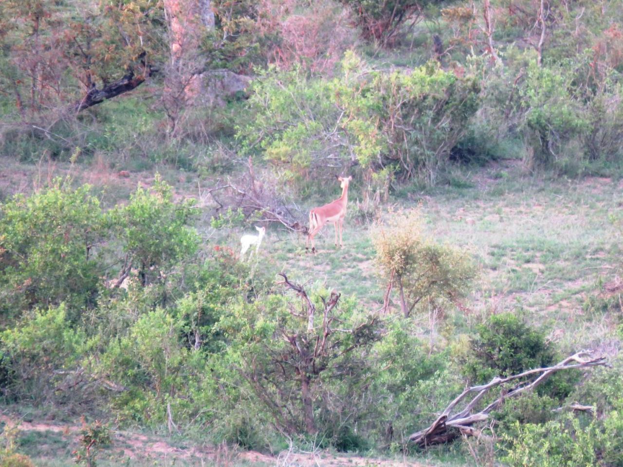 Вилла Kruger View Tree House Марлот-Парк Экстерьер фото